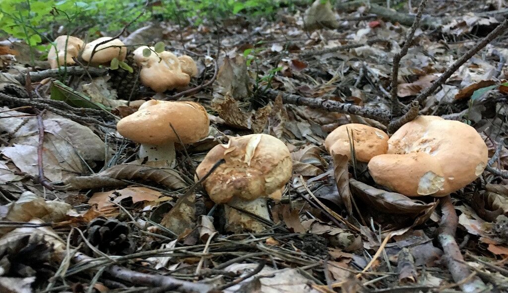 Eine Nahaufnahme von Pilzen auf einem feuchten Waldboden