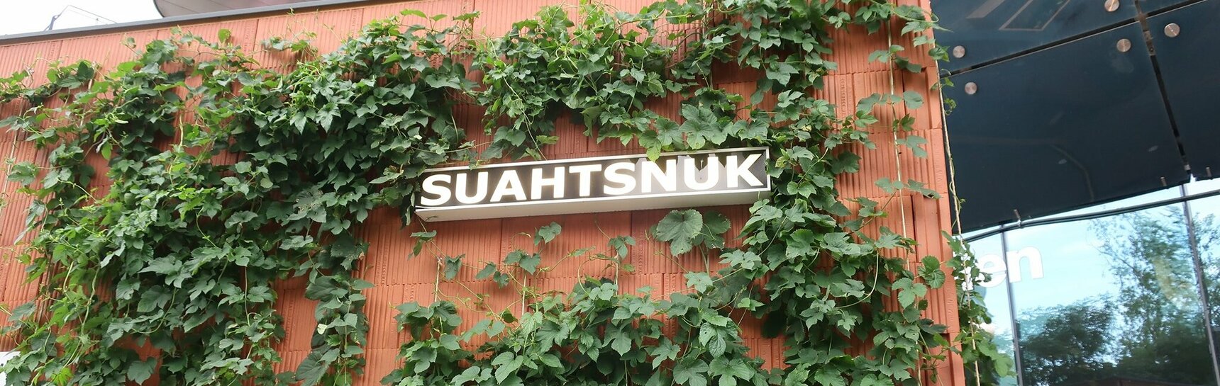 Nahaufnahme der Leuchtschrift "Suahtsnuk" inmitten von Hopfenpflanzen
