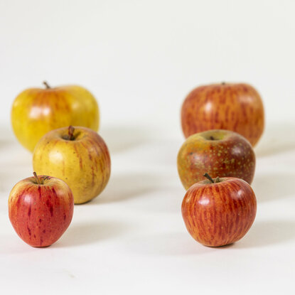 Modelle verschiedener Apfelsorten