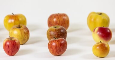 Modelle von diversen Apfelsorten aus Papiermaché mit gewachster Oberfläche aus den 1880er-Jahren.