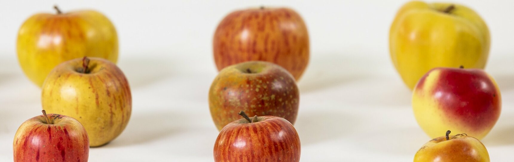 Modelle von diversen Apfelsorten aus Papiermaché mit gewachster Oberfläche aus den 1880er-Jahren